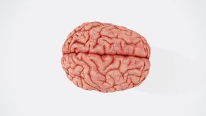 An over top picture of a human brain on a white background